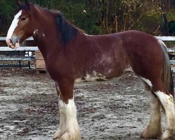 Pferd HF Dominator's Protege Queen (Clydesdale, 2017, von Gregglea Azar's Protege)