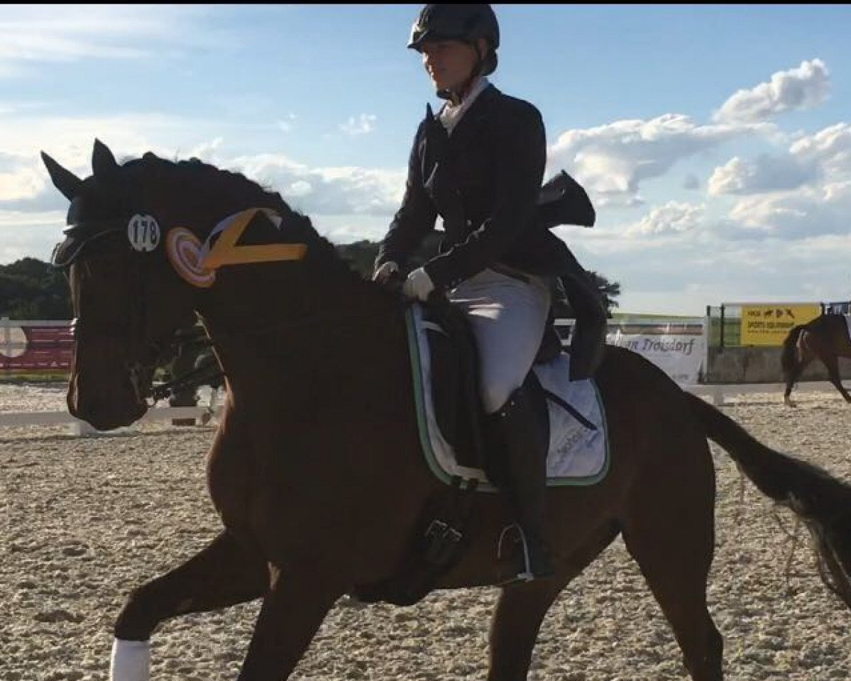 dressage horse Kamani Hill (Trakehner, 2009, from Cadeau)