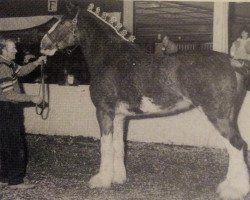 broodmare Hewson Lucky Diplomacy (Clydesdale, 1988, from Benedictine Diplomat)