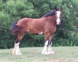 Pferd Hewal Princess Tina (Clydesdale, 2002, von Centre View's Major Player)