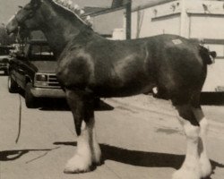 broodmare Hewal Matt's Dream Edition (Clydesdale, 1996, from Hewal Fond Matt)