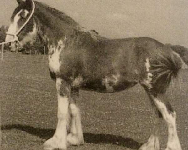 horse Hewal Half Past Midnight (Clydesdale, 2003, from Donegal Midnight Express)