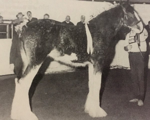 horse Hewal Fashion Supreme (Clydesdale, 1991, from Supreme Scot)