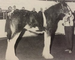 Pferd Hewal Fashion Supreme (Clydesdale, 1991, von Supreme Scot)