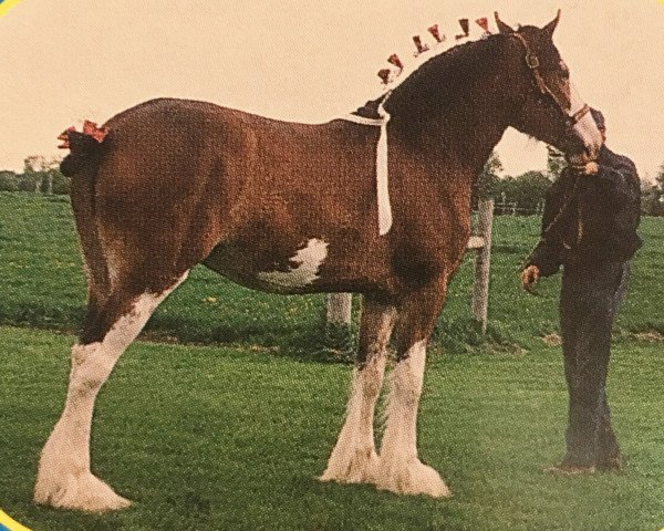 Zuchtstute Hewal Chase'n Rainbows (Clydesdale, 1997, von Solomon's Colonel)