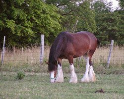 horse Hewal Centre Paige (Clydesdale, 2002, from Centre View's Major Player)