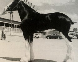 broodmare Hewal Alexandria (Clydesdale, 2000, from Centre View's Major Player)