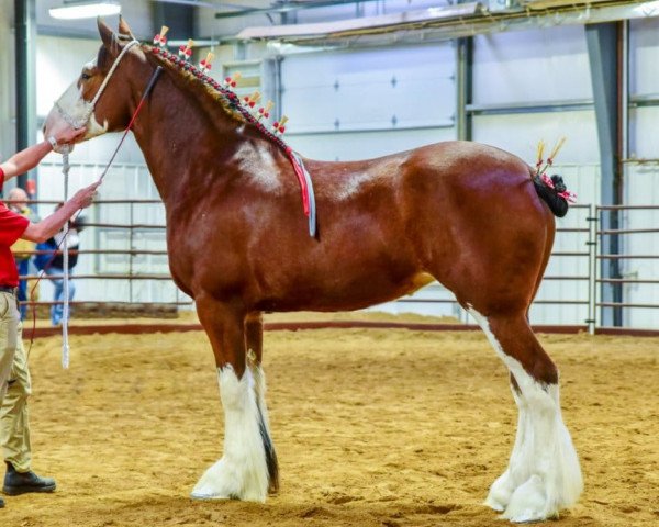 Pferd Clydesdale Creek's Lucky Lady (Clydesdale, 2014, von Boltonia Phoenix Zeus)