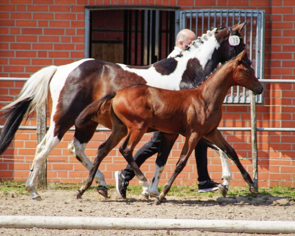 Zuchtstute Viventi S (Pinto/Hunter, 2019, von Adriano 241)