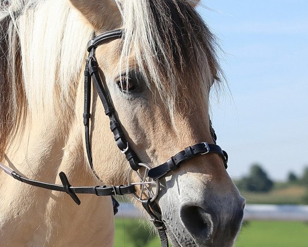 broodmare Jalma (Fjord Horse, 1990, from Orlandos)