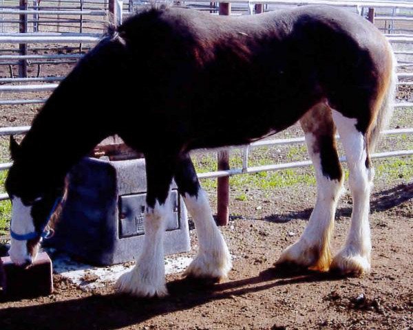 broodmare Hatfield Magic Marianne (Clydesdale, 2011, from Hatfield Black Magic)