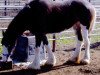 Zuchtstute Hatfield Magic Marianne (Clydesdale, 2011, von Hatfield Black Magic)