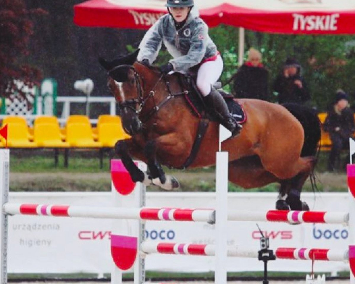 Springpferd Cos I Can (Holsteiner, 2009, von Casall Ask)