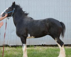 stallion Heart Mt. Zumba (Clydesdale, 2016, from Deighton Zoom)