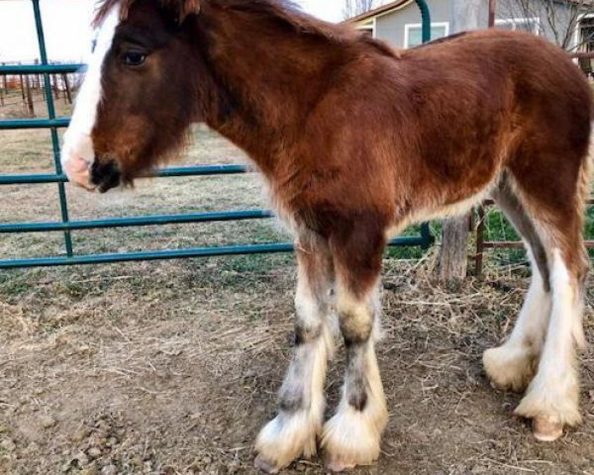 horse Circle F Calypso (Clydesdale, 2017, from Sandy Ridge Tim)