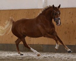 Dressurpferd Grace Kelly 127 (Deutsches Reitpony, 2015, von Schierensees Mr.nice Guy)