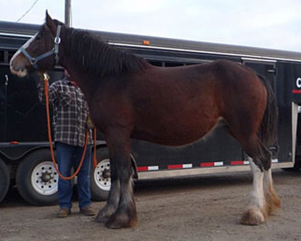 Zuchtstute Willow Way Ivy (Clydesdale, 2008, von Tartan Macleod)