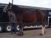 broodmare Willow Way Ivy (Clydesdale, 2008, from Tartan Macleod)