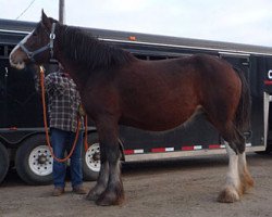 broodmare Willow Way Ivy (Clydesdale, 2008, from Tartan Macleod)