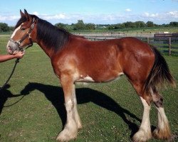 Zuchtstute Heart Mt. Willow Way Nan (Clydesdale, 2013, von Deighton Zoom)