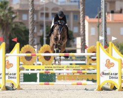 jumper Haldor (Belgian Warmblood, 2007, from Pkz Contact van de Heffinck)