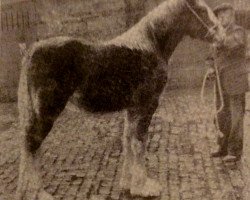 broodmare Headsinn Lady Footprint (Clydesdale,  , from Dunsyre Footprint)