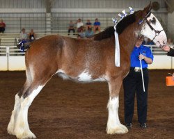 horse HCD Janis Joplin (Clydesdale, 2014, from Westwood Royal H.C. Dennis)