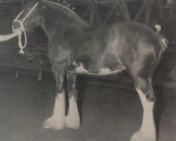 Zuchtstute Hayston Louise (Clydesdale, 1983, von Doura Magnificent)