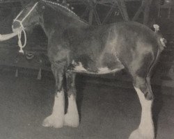 broodmare Hayston Louise (Clydesdale, 1983, from Doura Magnificent)