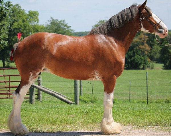 Zuchtstute Maple Stone Sweet Valetta (Clydesdale, 2009, von Old Greenlaw Lochy)