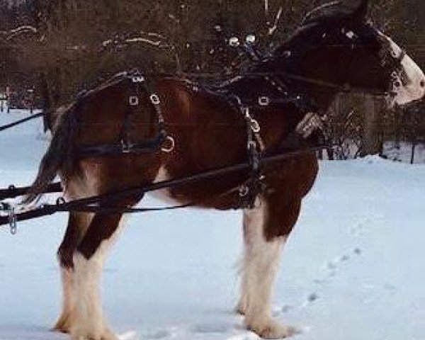 Pferd Hawthorne Ridge Sweet Nika (Clydesdale, 2014, von California Canyon Merlin)