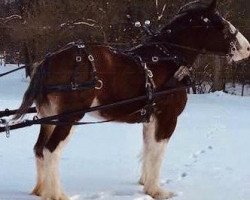 horse Hawthorne Ridge Sweet Nika (Clydesdale, 2014, from California Canyon Merlin)