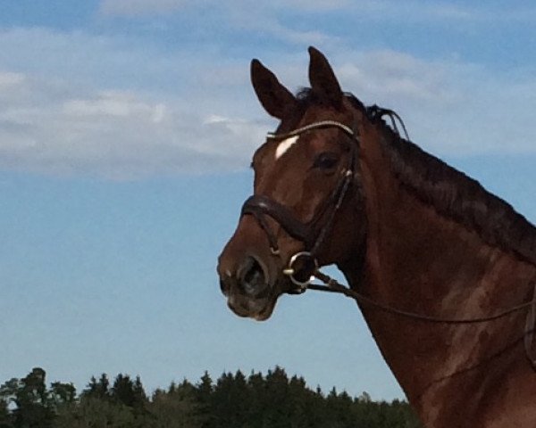 dressage horse Daytona 60 (Hanoverian, 2009, from Don Frederico)