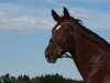 dressage horse Daytona 60 (Hanoverian, 2009, from Don Frederico)