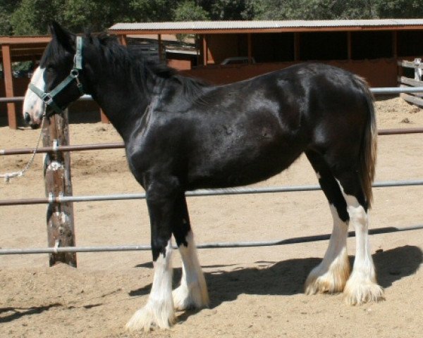 Pferd Hatfield Zora Maid (Clydesdale, 2013, von Hatfield Black Magic)