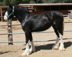 horse Hatfield Zora Maid (Clydesdale, 2013, from Hatfield Black Magic)