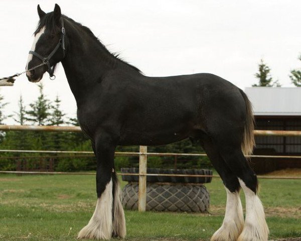 stallion Hatfield Up Front (Clydesdale, 2009, from Hatfield Front Runner)