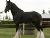 Deckhengst Hatfield Up Front (Clydesdale, 2009, von Hatfield Front Runner)