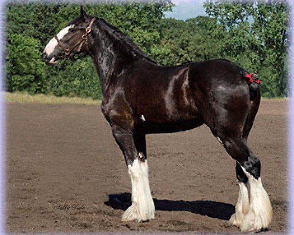 Zuchtstute Hatfield Specially Maid (Clydesdale, 2009, von Hatfield Front Runner)