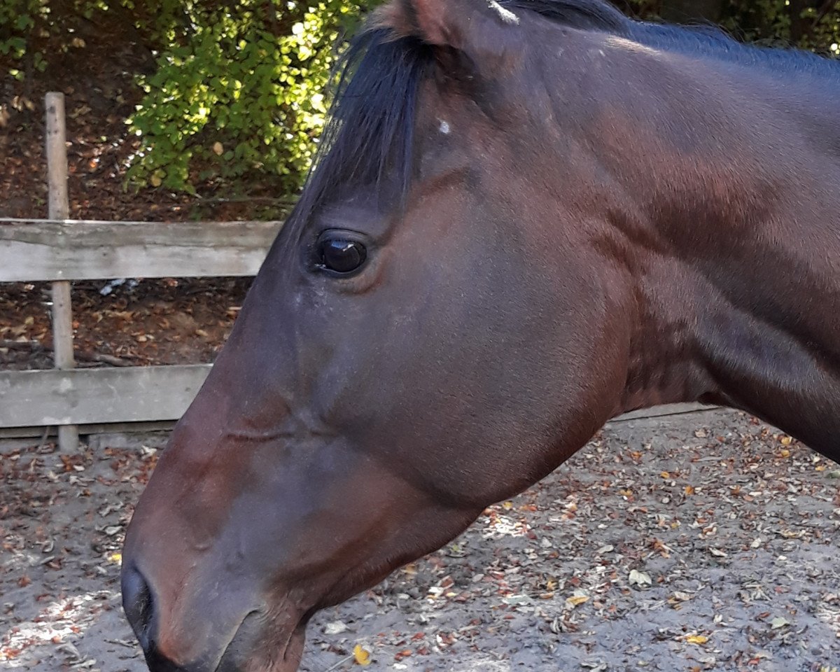 horse Veerle 3 (KWPN (Royal Dutch Sporthorse), 2012)