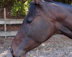 dressage horse Veerle 3 (KWPN (Royal Dutch Sporthorse), 2012)