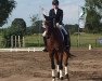 dressage horse San Sebastian (Hanoverian, 2011, from San Bernadino 3)