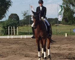 dressage horse San Sebastian (Hanoverian, 2011, from San Bernadino 3)