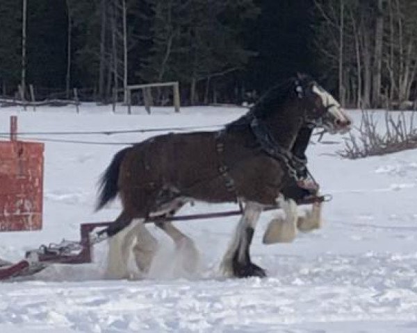 horse Hatfield Royal Susie (Clydesdale, 2015, from Ozark's Royal View)