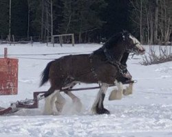 Pferd Hatfield Royal Susie (Clydesdale, 2015, von Ozark's Royal View)