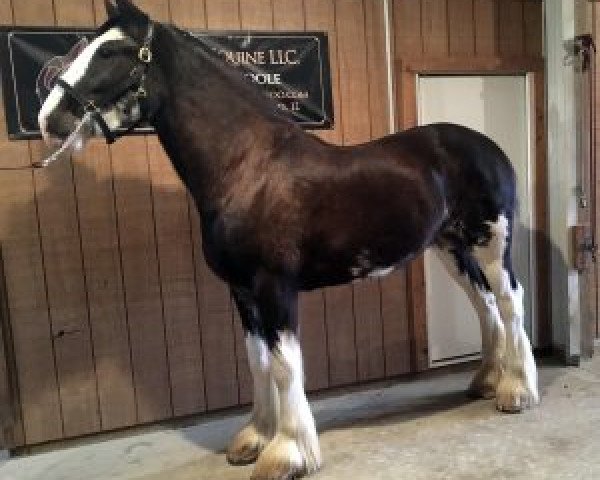 Pferd Hatfield Royal Melody (Clydesdale, 2014, von Ozark's Royal View)