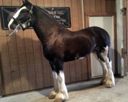 horse Hatfield Royal Melody (Clydesdale, 2014, from Ozark's Royal View)