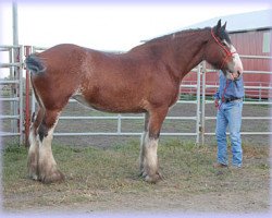 Zuchtstute Hatfield Otter Maid (Clydesdale, 2007, von Otter Creek Master Endeavor)