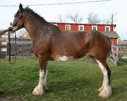 Zuchtstute Hatfield Marina (Clydesdale, 2005, von Collessie Ulsterman)