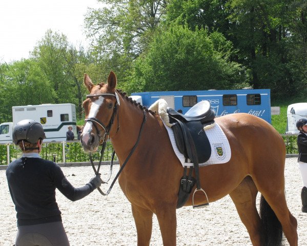 broodmare Sunshine Girl Number One Hl (German Sport Horse, 2014, from Last Man Standing)